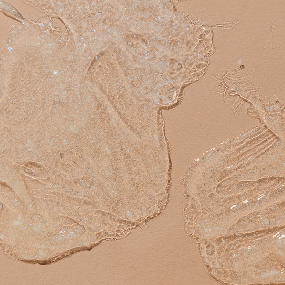 Exfoliant // Face + Body Exfoliator